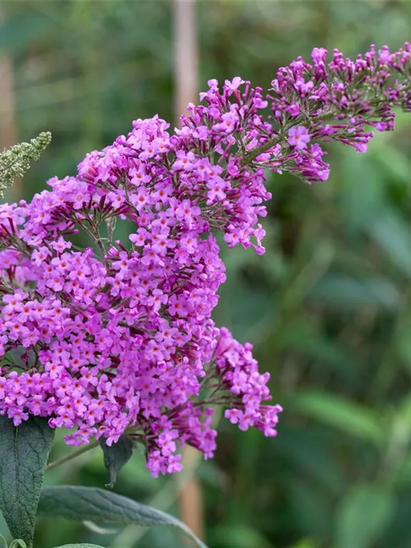 Sommerflieder 'Pink Delight'