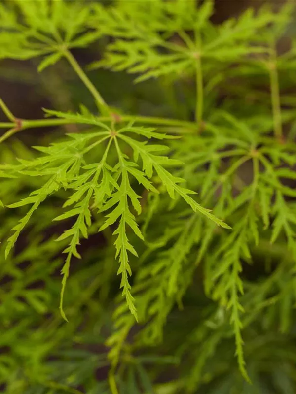 Fächerahorn 'Dissectum'