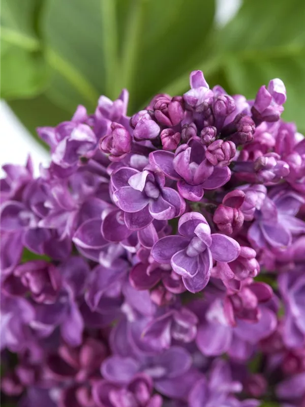 Edelflieder 'Paul Deschanel'