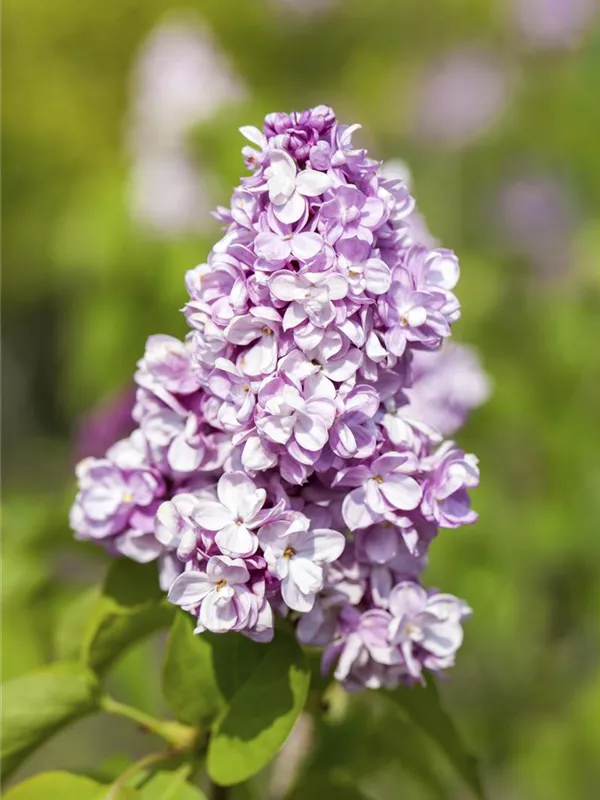 Edelflieder 'Belle de Nancy'