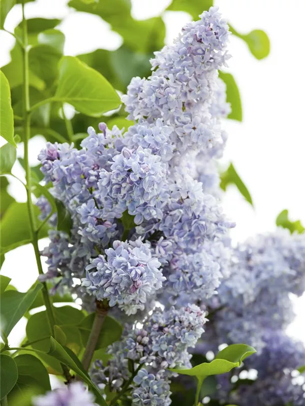 Edelflieder 'Président Grévy'