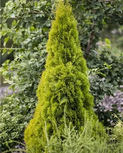 Lebensbaum 'Golden Smaragd'