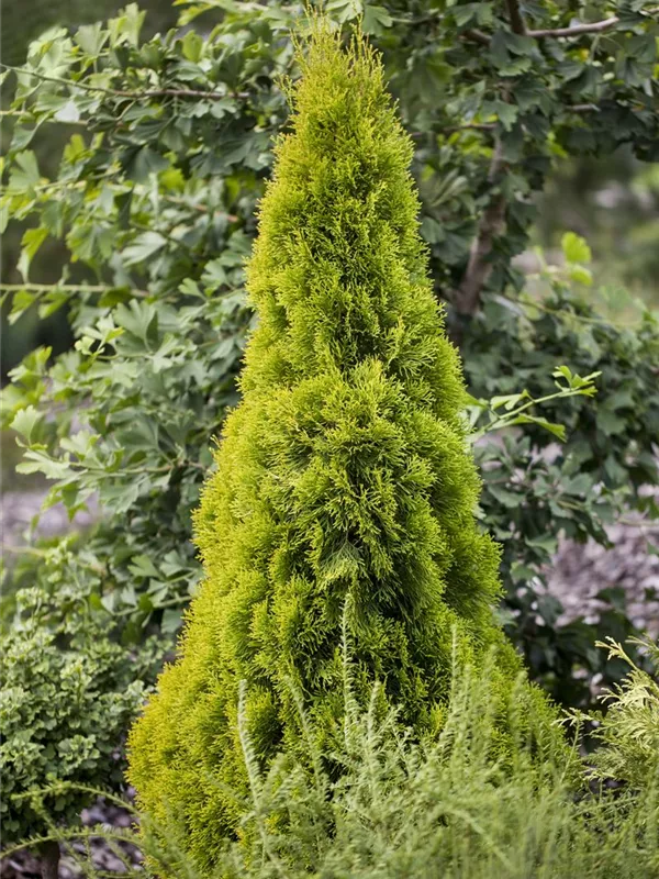 Lebensbaum 'Golden Smaragd'