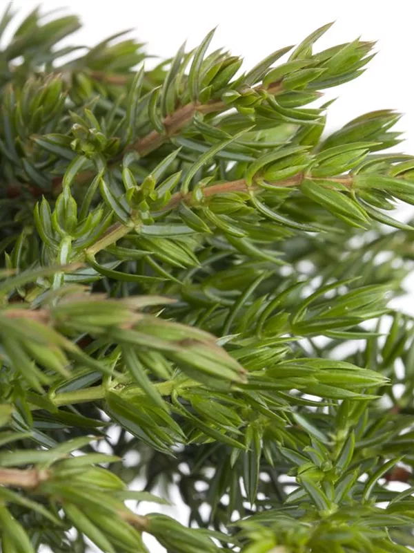 Wacholder 'Greenmantle'