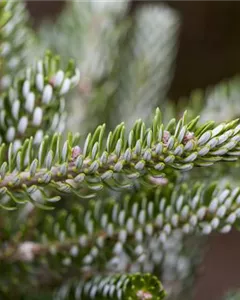 Koreatanne 'Silberlocke'