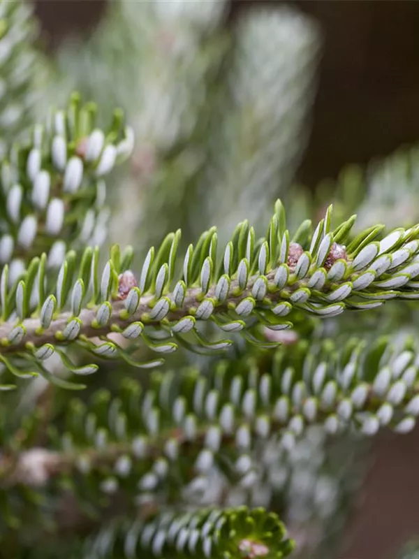 Koreatanne 'Silberlocke'