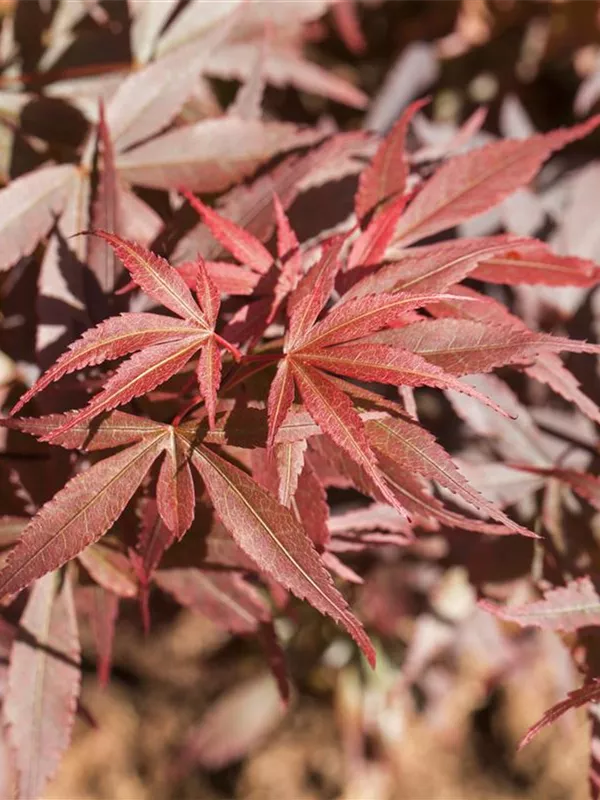 Fächerahorn 'Skeeter's Broom'