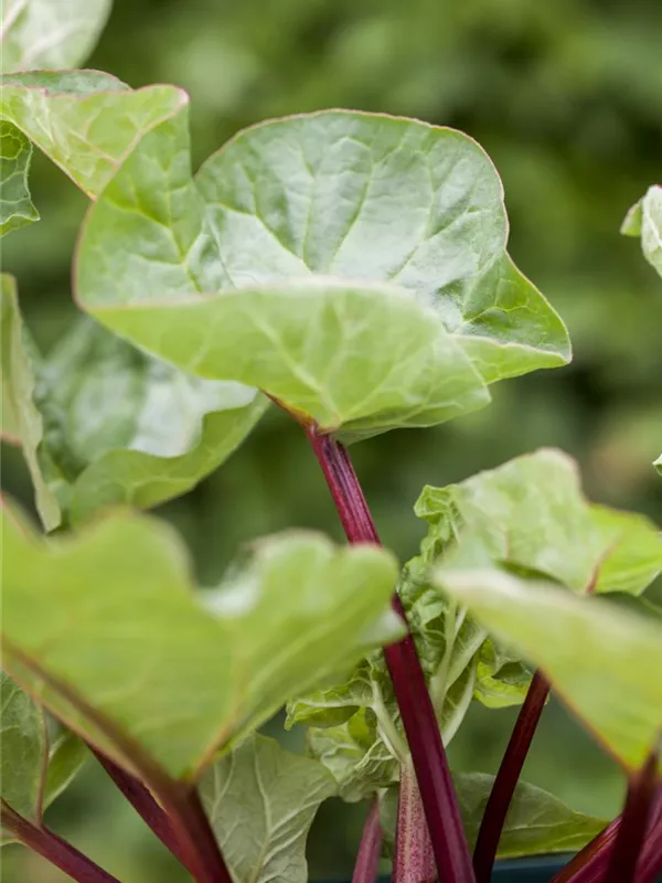 Rhabarbar 'Holsteiner Blut'