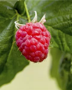 Sommerhimbeere 'Sanibelle'