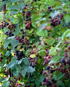 Brombeere 'Loch Ness'