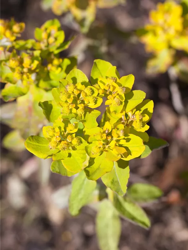 Braunrotblättrige Wolfsmilch 'Purpurea'