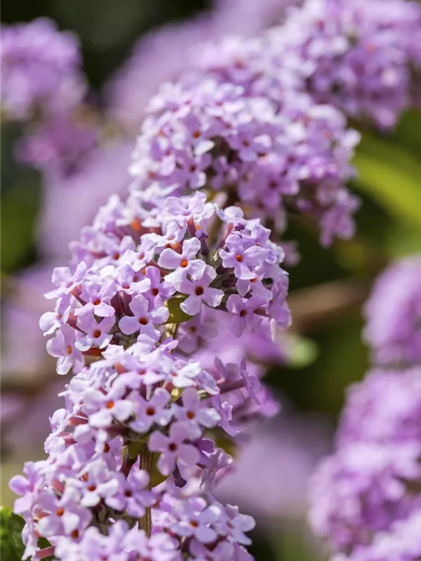 Hängender Sommerflieder 'Unique'®