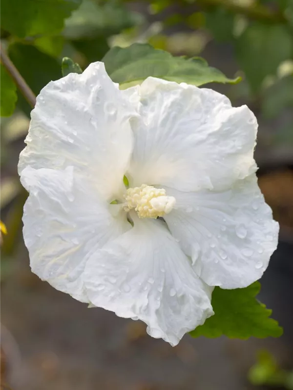 Garteneibisch 'Diana'