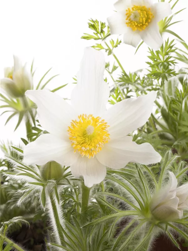 Weißblühende Kuhschelle 'Alba'