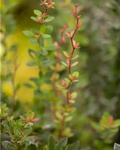 Grüne Polsterberberitze