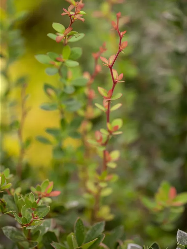 Grüne Polsterberberitze