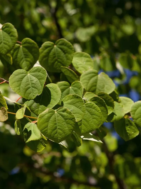 Katsurabaum 'Glowball'