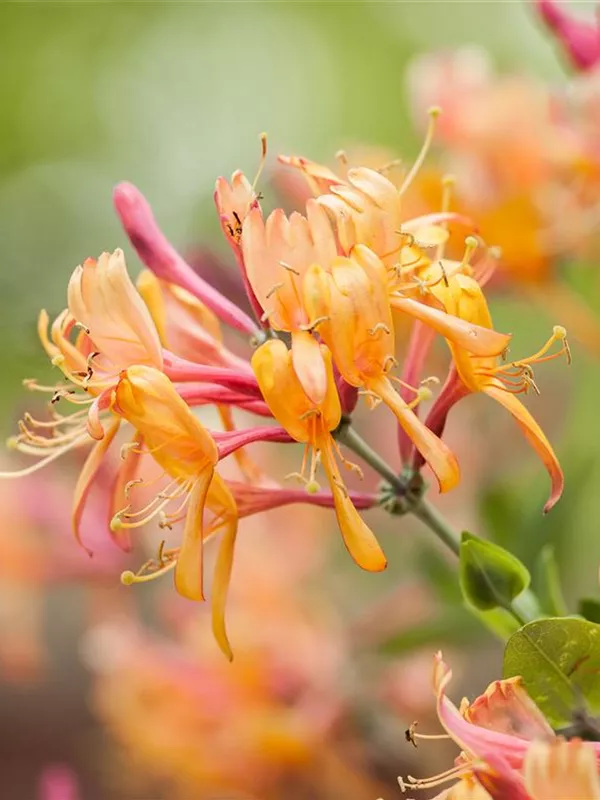 Immergrüne Geißschlinge