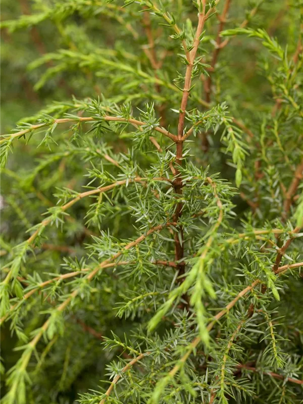 Männlicher Säulen-Wacholder ,Hibernica'