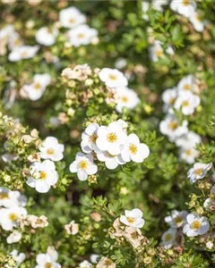 Fingerstrauch 'Bella Bianca'®