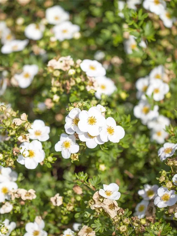 Fingerstrauch 'Eisprinzessin'