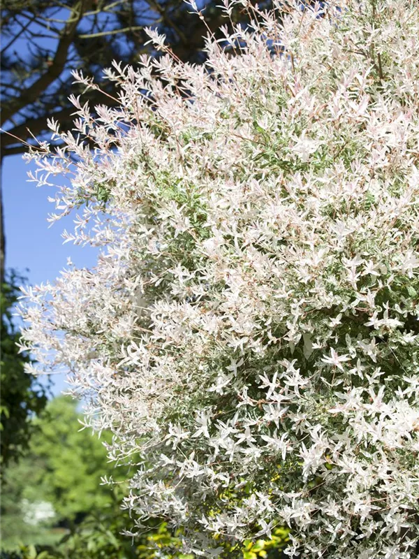 Harlekin-Weide 'Flamingo'