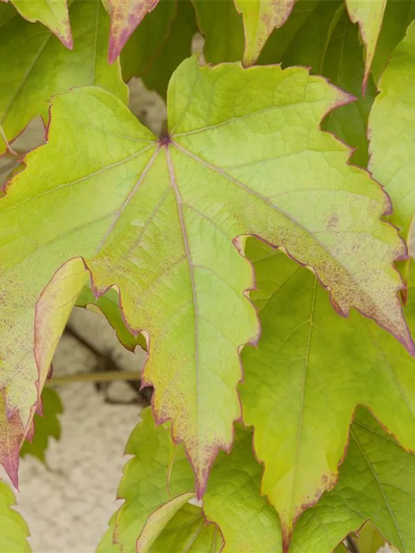 Jungfernrebe 'Green Spring'