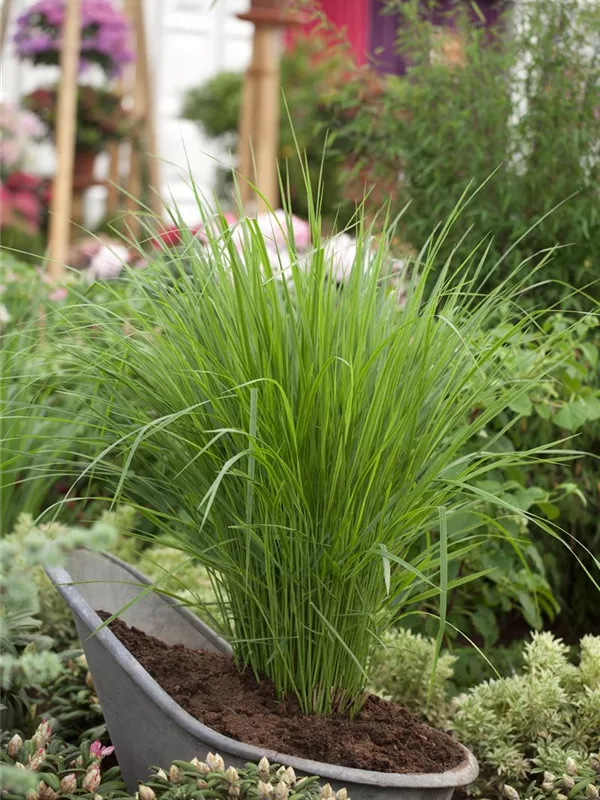 Ruten-Hirse 'Northwind'