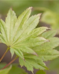 Japanischer Goldahorn 'Aureum'