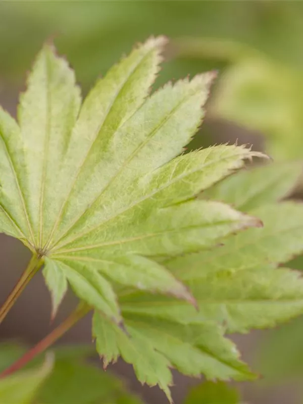 Japanischer Goldahorn 'Aureum'