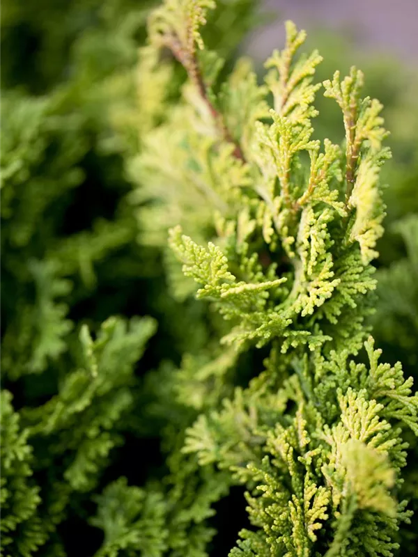 Hinoki Scheinzypresse 'Aurora'