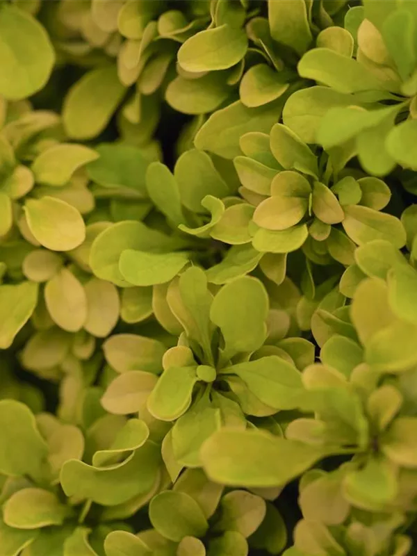 Berberitze 'Golden Nugget'®