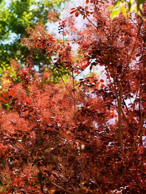 Roter Perückenstrauch 'Royal Purple'