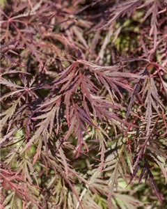 Fächerahorn 'Ornatum'