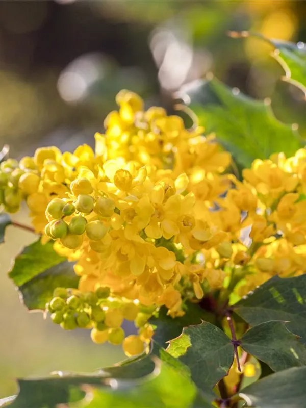 Gewöhnliche Mahonie