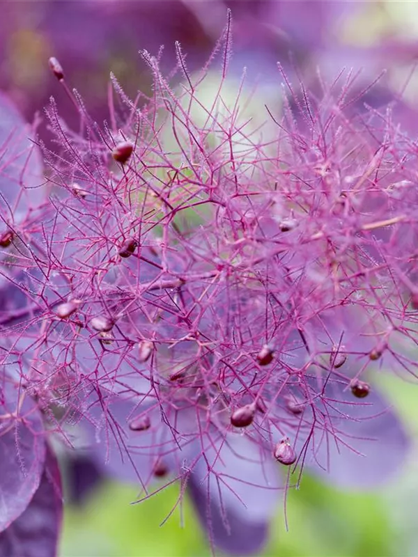 Perückenstrauch 'Dusky Maiden'(s)