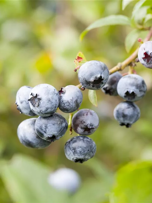 Heidelbeere 'Elisabeth'