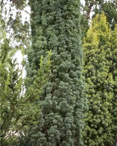 Schmale Säuleneibe 'Fastigiata Robusta'