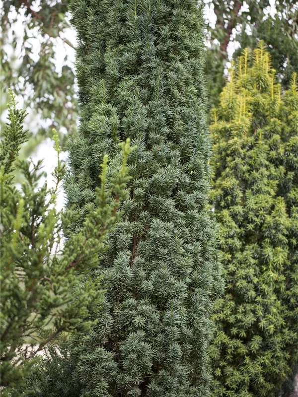 Schmale Säuleneibe 'Fastigiata Robusta'