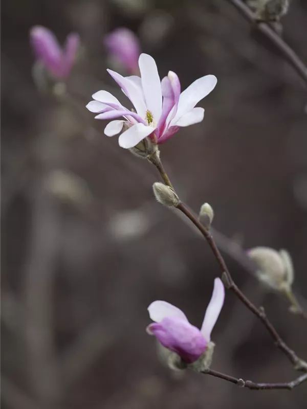 Tulpenmagnolie