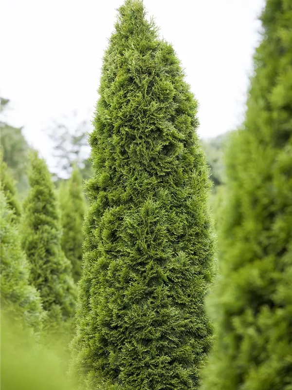 Lebensbaum 'Zmatlik'