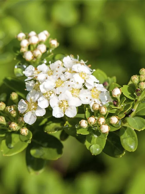 Strauchspiere 'Snowmound'