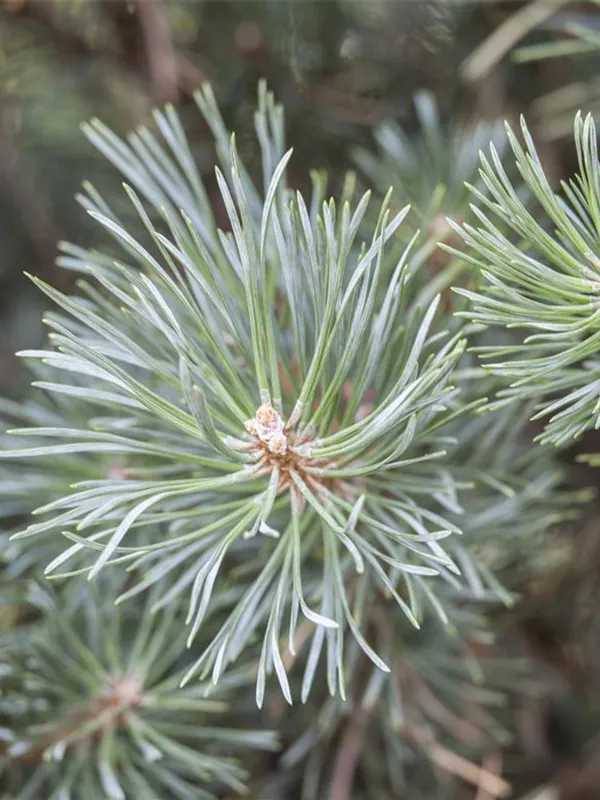 Zwerg-Kiefer 'Chantry Blue'