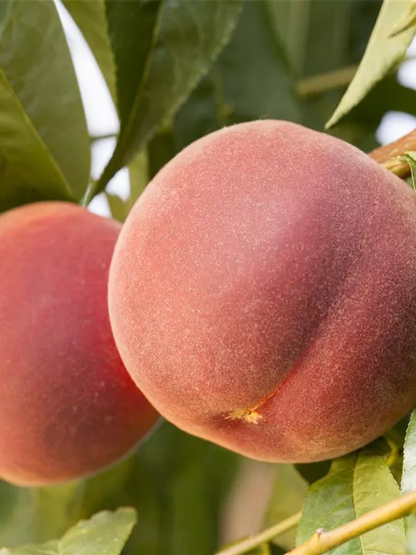 Pfirsich 'Revita'®