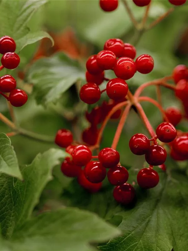 Gewöhnlicher Schneeball 'Compactum'