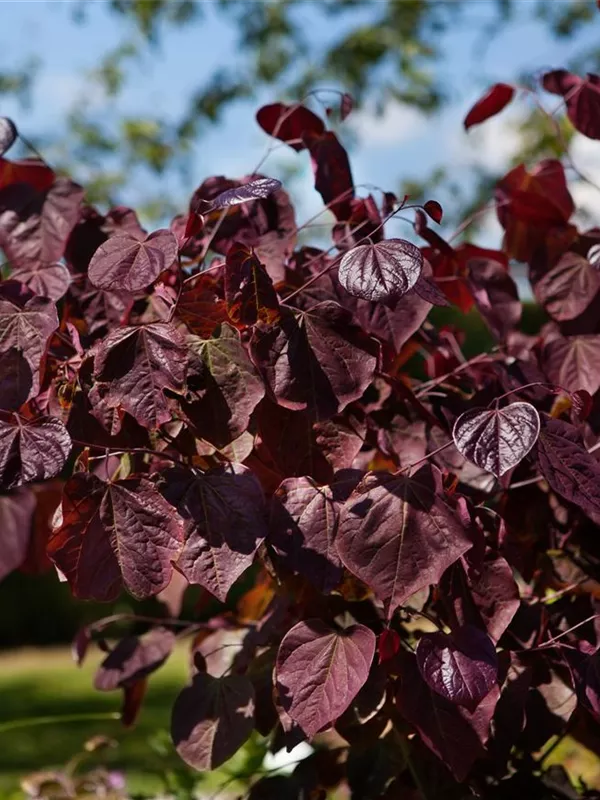 Kanadischer Judasbaum 'Merlot'