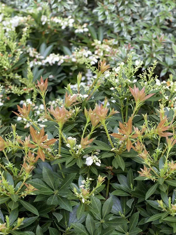 Schattenglöckchen 'Prelude'