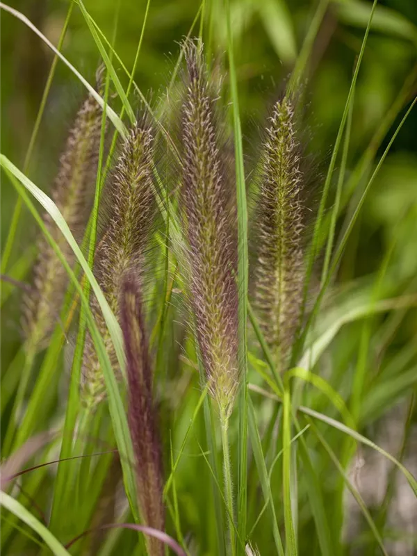 Federborstengras 'Compressum'