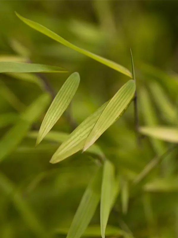 Bambus 'Jiuzhaigou 1'