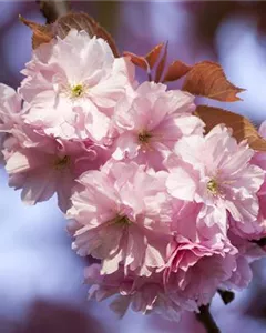 Winterkirsche 'Accolade'